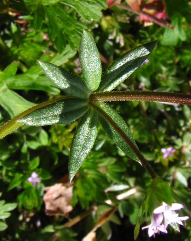 Pointed Tips of the Leaves of Sherardia arvensis