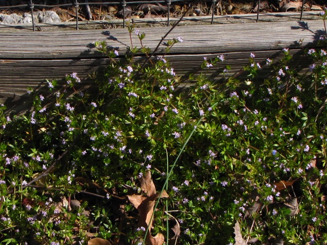 Matted Growth of Sherardia arvensis Covering a Slope at the Base of a Fence