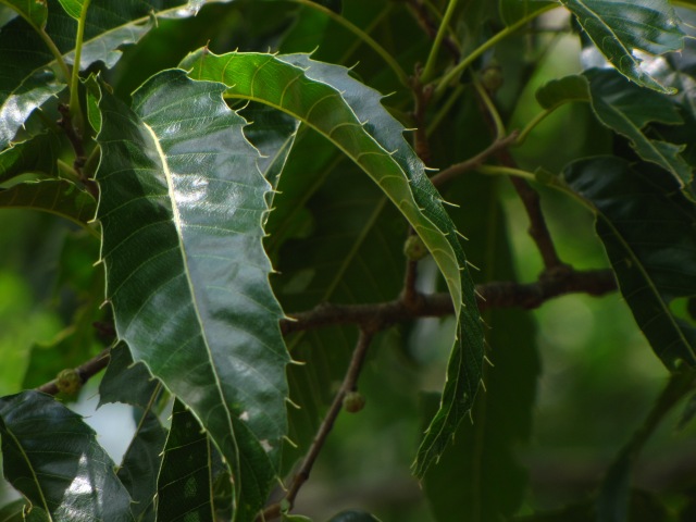 Quercus acutissima  Mid-canopy leaves