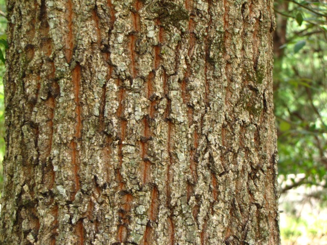 Quercus acutissima  Mature Bark