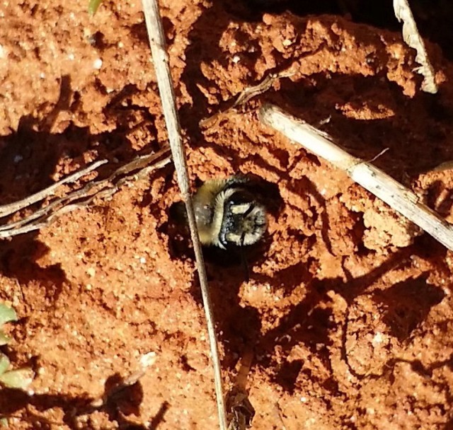 Andrena Ground Bee Exiting Burrow