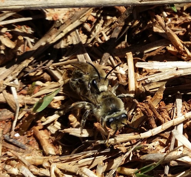 Andrena Ground Bees Mating 
