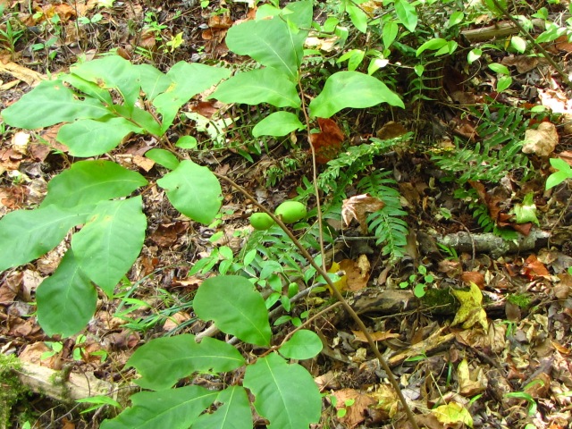 Asimina parviflora Dwarf Pawpaw with Fruit
