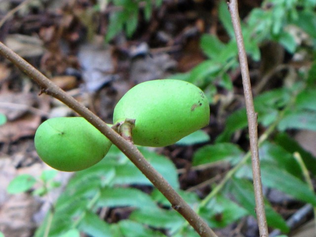 Asimina parviflora  Dwarf Pawpaw Fruit