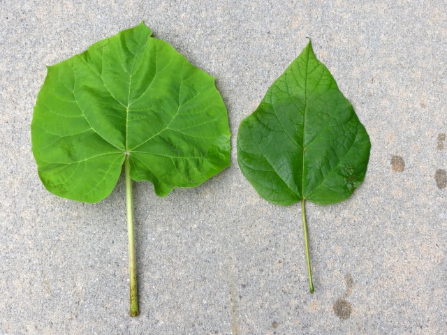 Paulownia Leaf on the Left; Catalpa Leaf on the Right