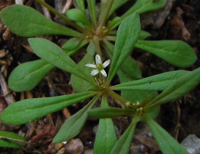 Mollugo verticillata Carpetweed Five-petaled Flower