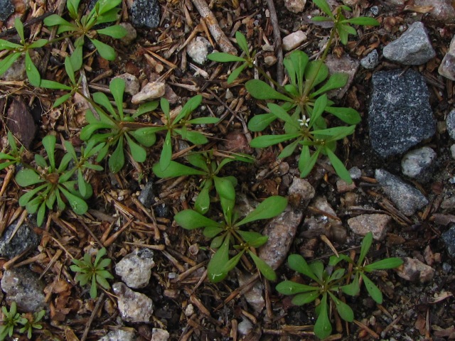 Mollugo verticillata Carpetweed Young Plants