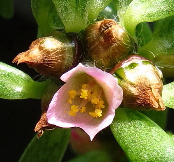 Portulaca smallii Small's Purslane Flower
