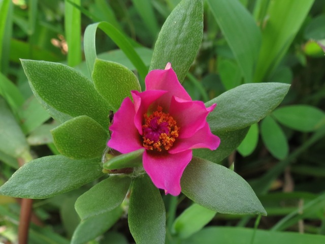 Portulaca pilosa Pink Purslane Flower