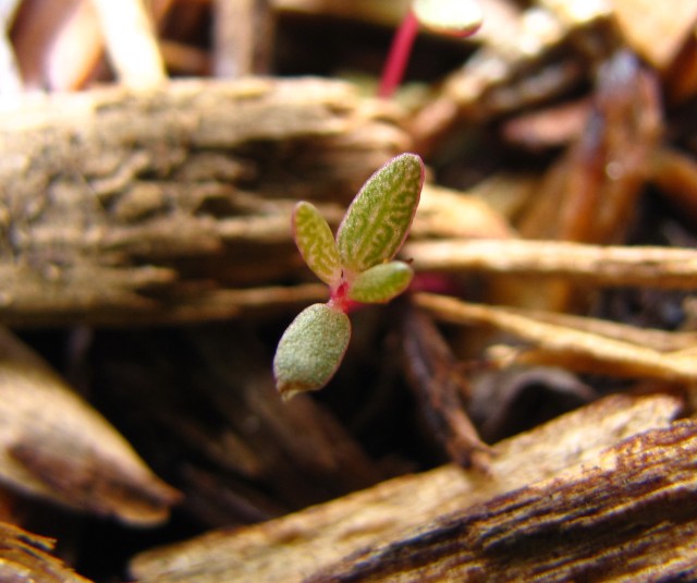 Portulaca smallii Small's Purslane Seedling