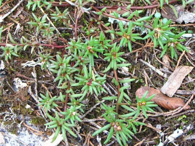 Portulaca smallii Small's Purslane Plant Form