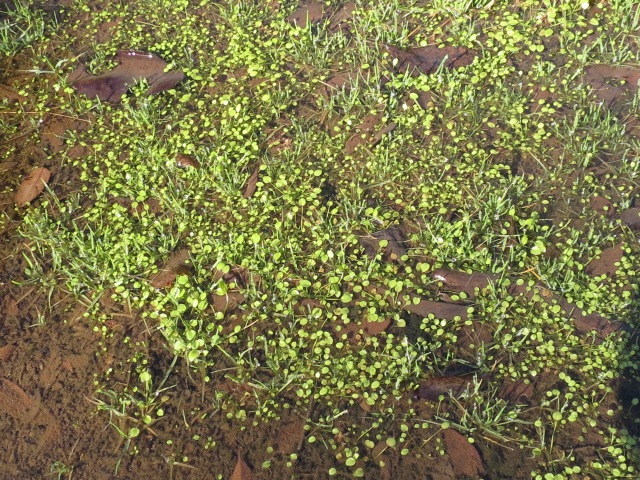 Ranunculus pusillus Low Spearwort Colony in Winter