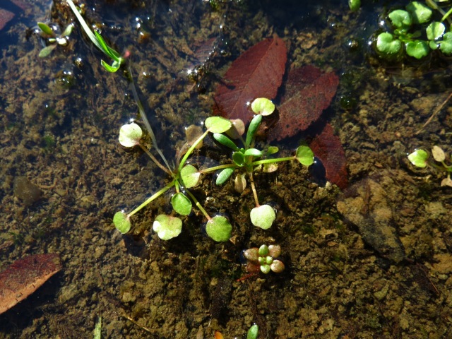 Ranunculus pusillus Low Spearwort Basal Rosettes in a Solution Pool