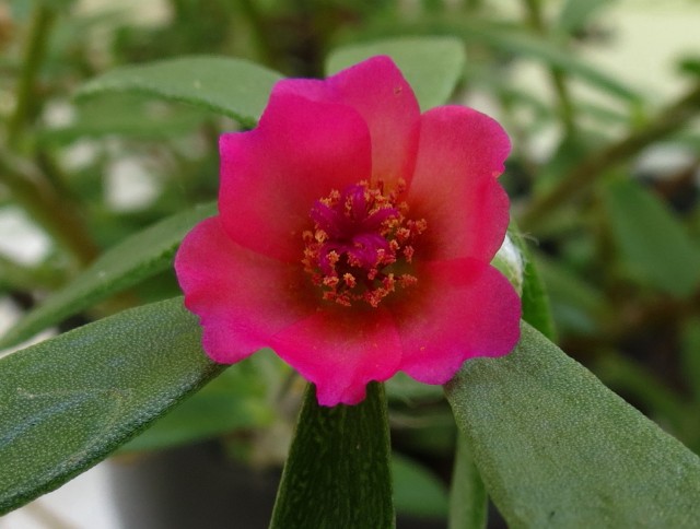 Portulaca amilis Paraguayan Purslane Flower