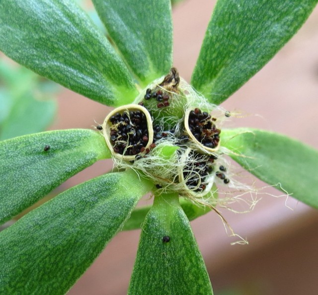 Portulaca amilis Paraguayan Purslane Seeds