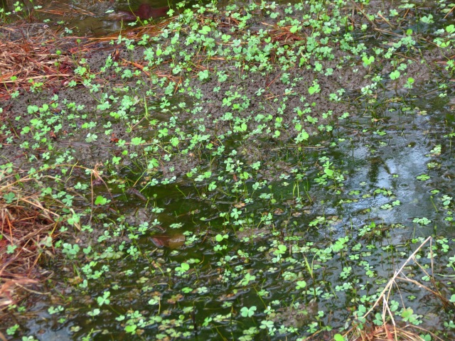 Marsilea quadrifolia European Water Clover Colony Habitat