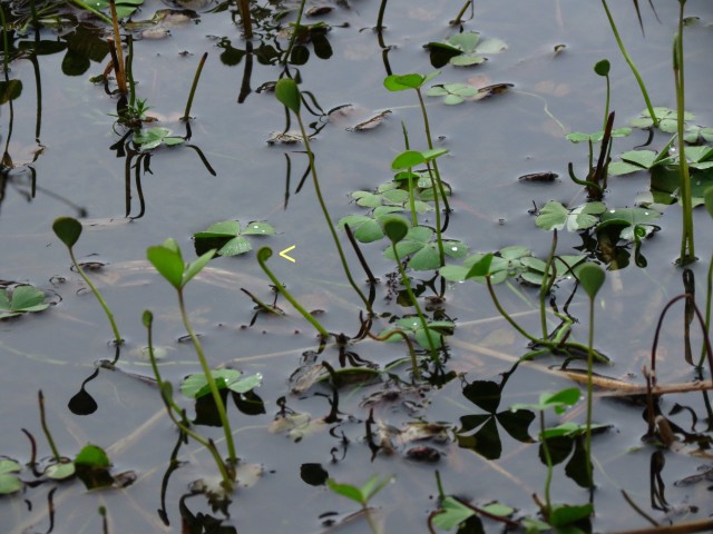 Marsilea quadrifolia European Water Clover Erect Form