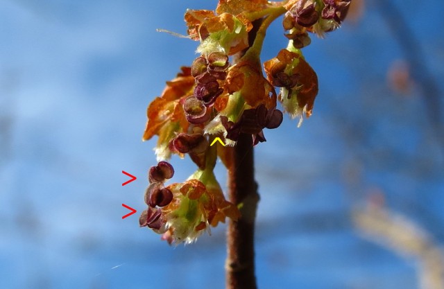 Ulmus alata Winged Elm Flowers - Close Up