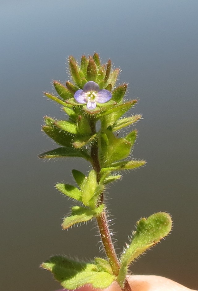 Veronica arvensis Field Speedwell Flower