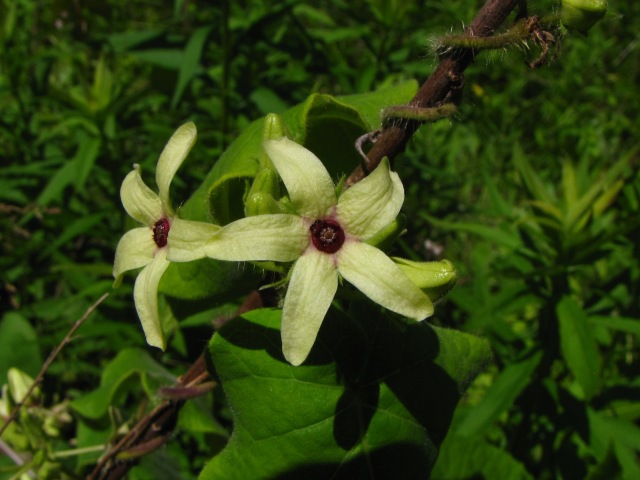 Matelea carolinensis Carolina Spinypod Creamy Yellow Flower