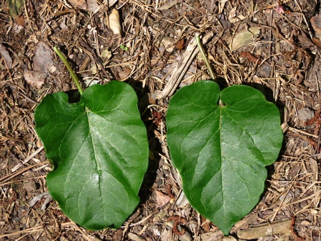 Gonolobus suberosus Eastern Anglepod Leaves