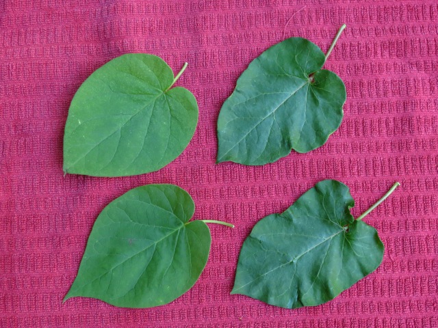 Gonolobus suberosus var. suberosus Eastern Anglepod Leaves