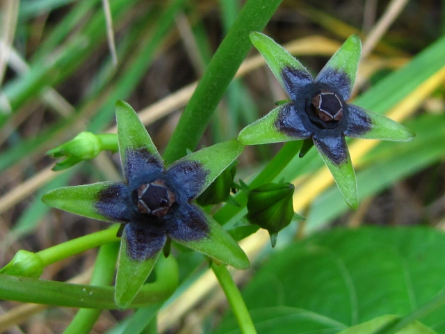 Gonolobus suberosus var. suberosus Eastern Anglepod Flower