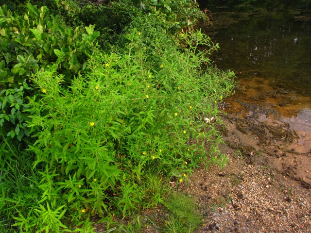 Ludwigia leptocarpa Anglestem Primrose-willow Shrub