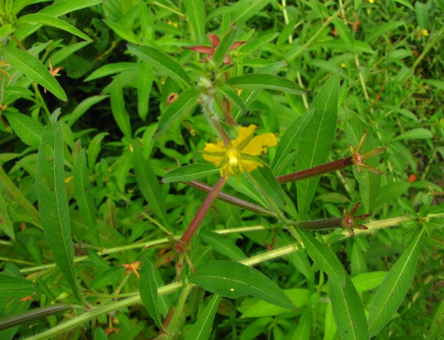 Ludwigia leptocarpa Anglestem Primrose-willow Red Floral Tubes