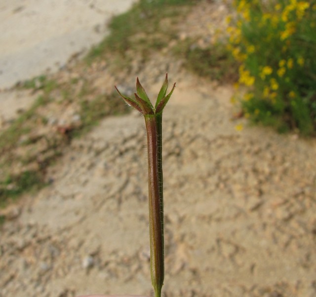 Ludwigia leptocarpa Anglestem Primrose-willow Seedpod